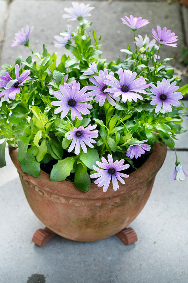 Krukkefødder løfter op, så vandet nemt kan løbe ud, og samtidig beskytter fødderne underlaget mod kedelige rande fra krukken. Foto: Ann Malmgren