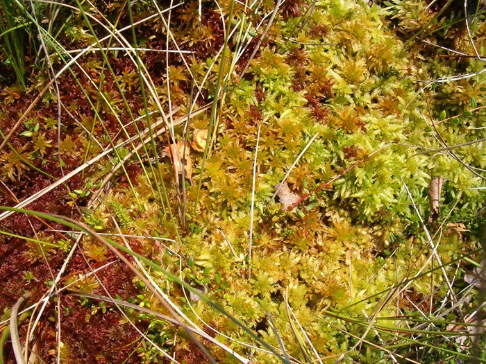 Levende spagnummos. Foto: Rune Larsen
