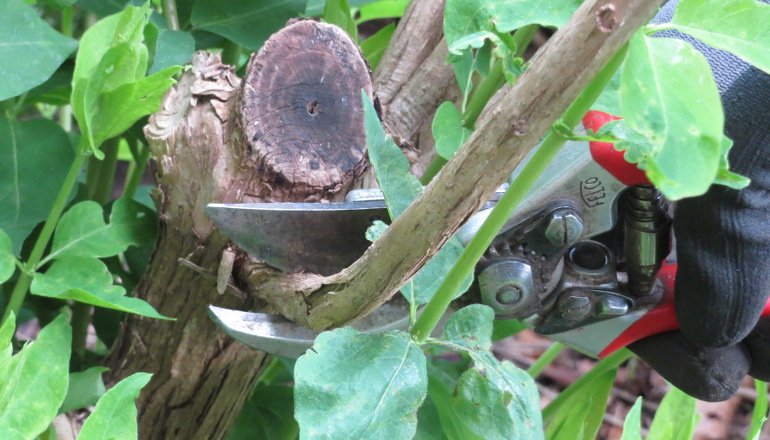 Sommerbeskæring. Foto: Haveselskabet