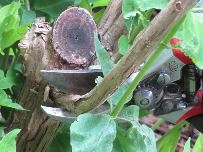 Sommerbeskæring. Foto: Haveselskabet