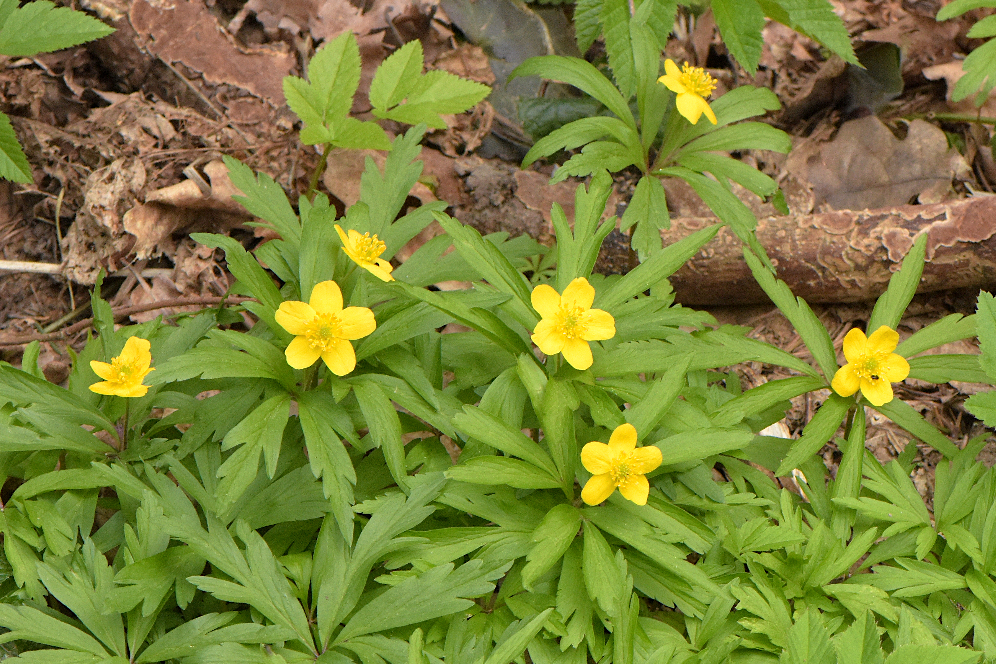 Gul anemone. Foto: Flickr/Vlad Proklov