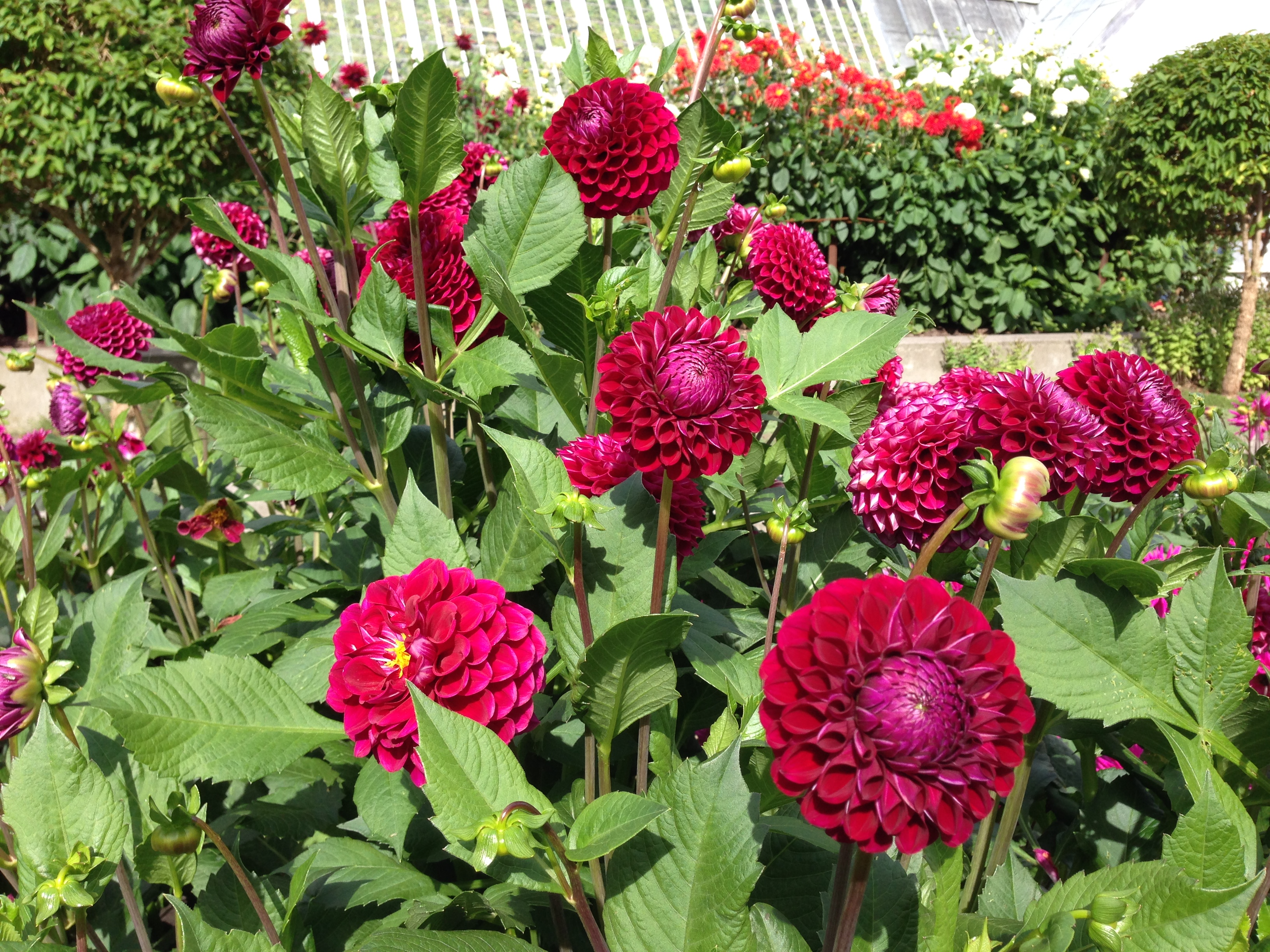 Georgine, Dahlia. Fotos: Haveselskabet