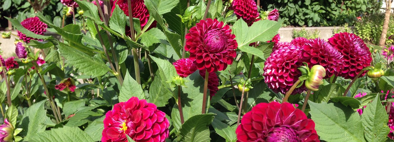 Georgine, Dahlia. Fotos: Haveselskabet