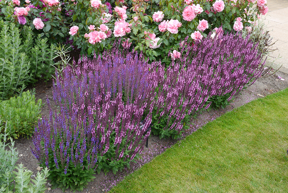 Småblomstret salvie, Salvia nemorosa 'Ostfriesland' og 'Deep Rose' bliver begge 40-45 cm høj. Foto: Flickr/ Tim Schofield