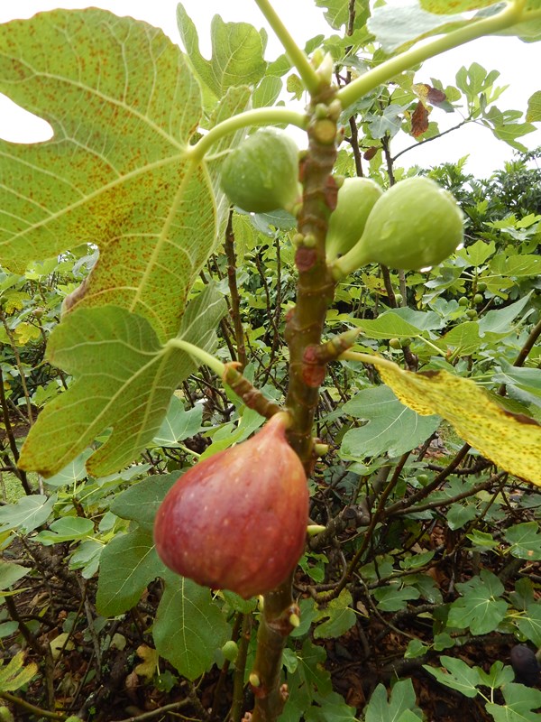 Figen, Ficus carica 'Brown Turkey'. Foto: Wikimedia/Forest & Kim Starr
