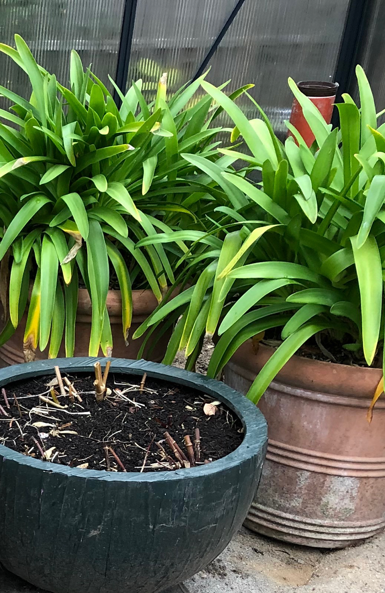 Agapanthus overvintrer i drivhuset. Foto: Haveselskabet