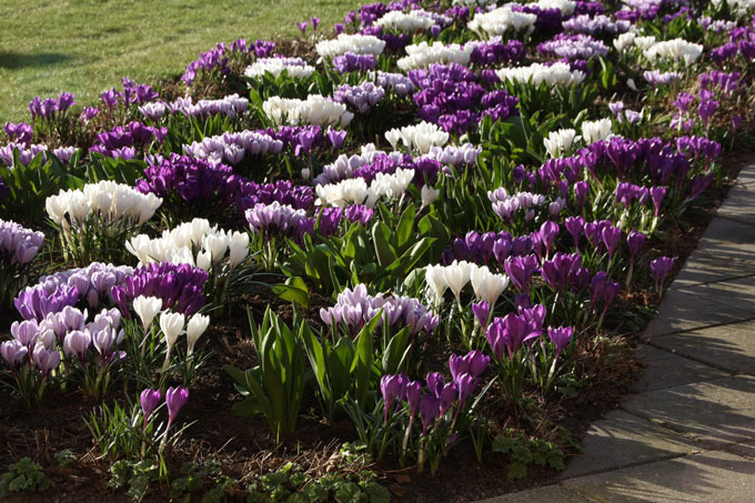 Krokus i fuldt flor. Foto: Jeanette Thysen
