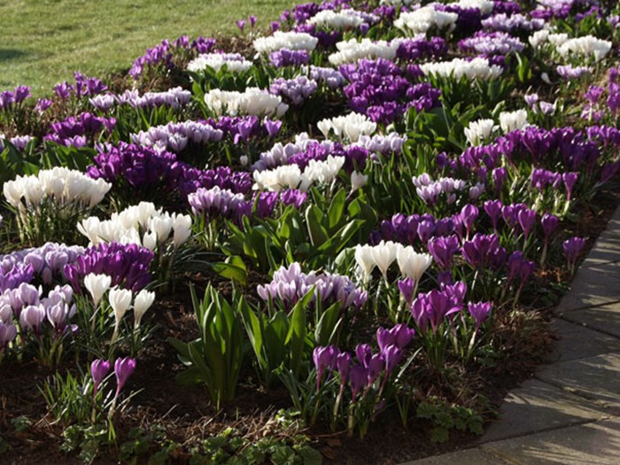 Krokus i fuldt flor. Foto: Jeanette Thysen