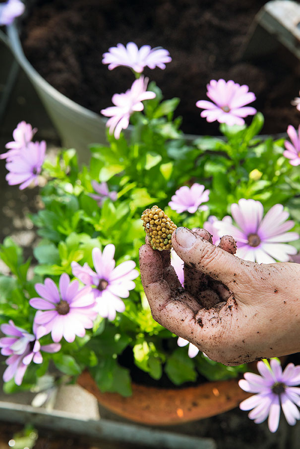 Langtidsvarende gødningspille, hvor gødningen langsomt frigives til jorden. Foto: Ann Malmgren