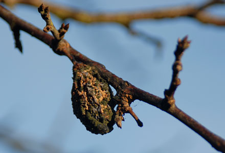 Frugtmumie af en blomme angrebet af gul monilia. Foto: Laila Sølager
