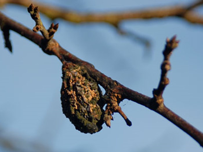 Frugtmumie af en blomme angrebet af gul monilia. Foto: Laila Sølager