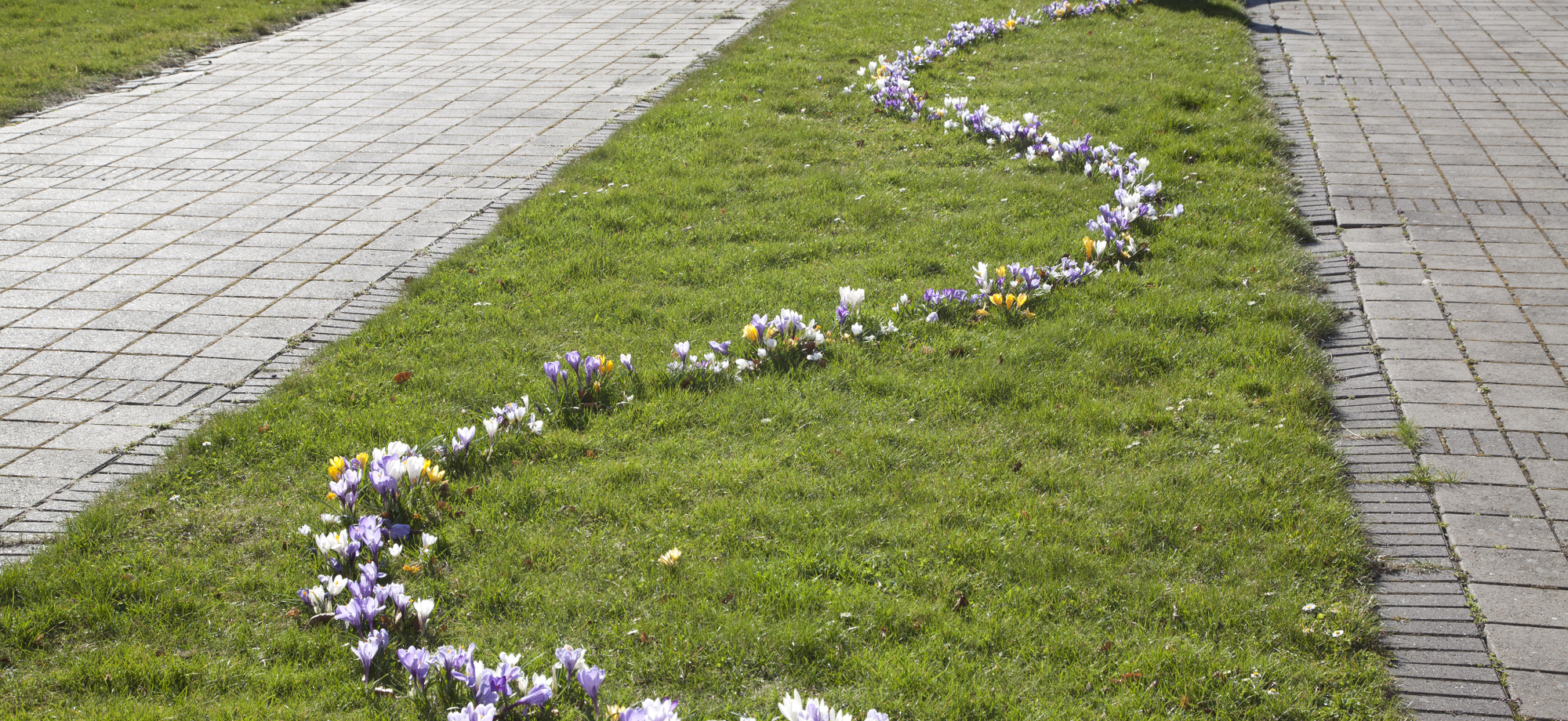 Krokusslange på græsplænen. Foto: Frank Kirkegaard