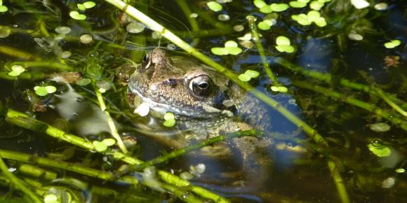 Butsnudet frø. Foto: Flickr