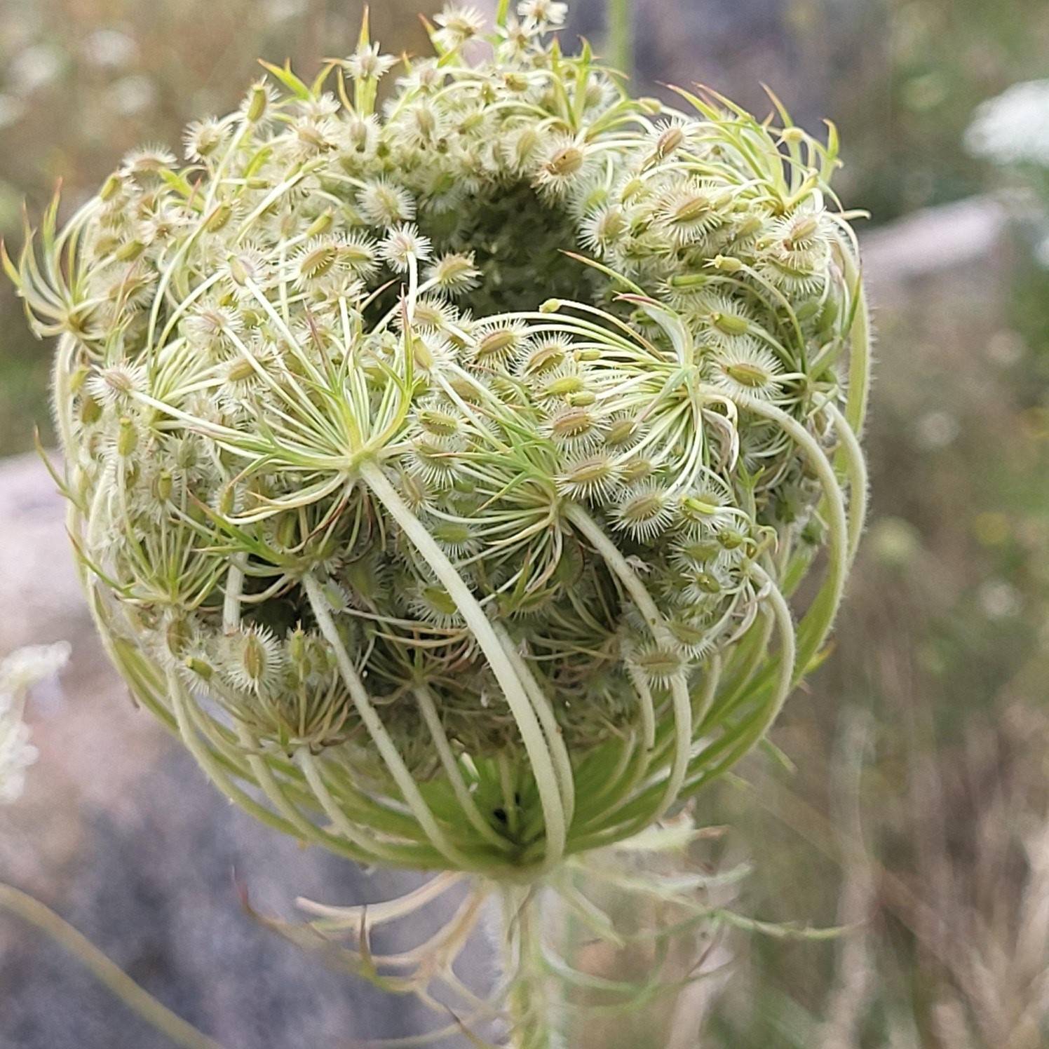 Frøstand af vild gulerod. Foto: Anne Ingerslev