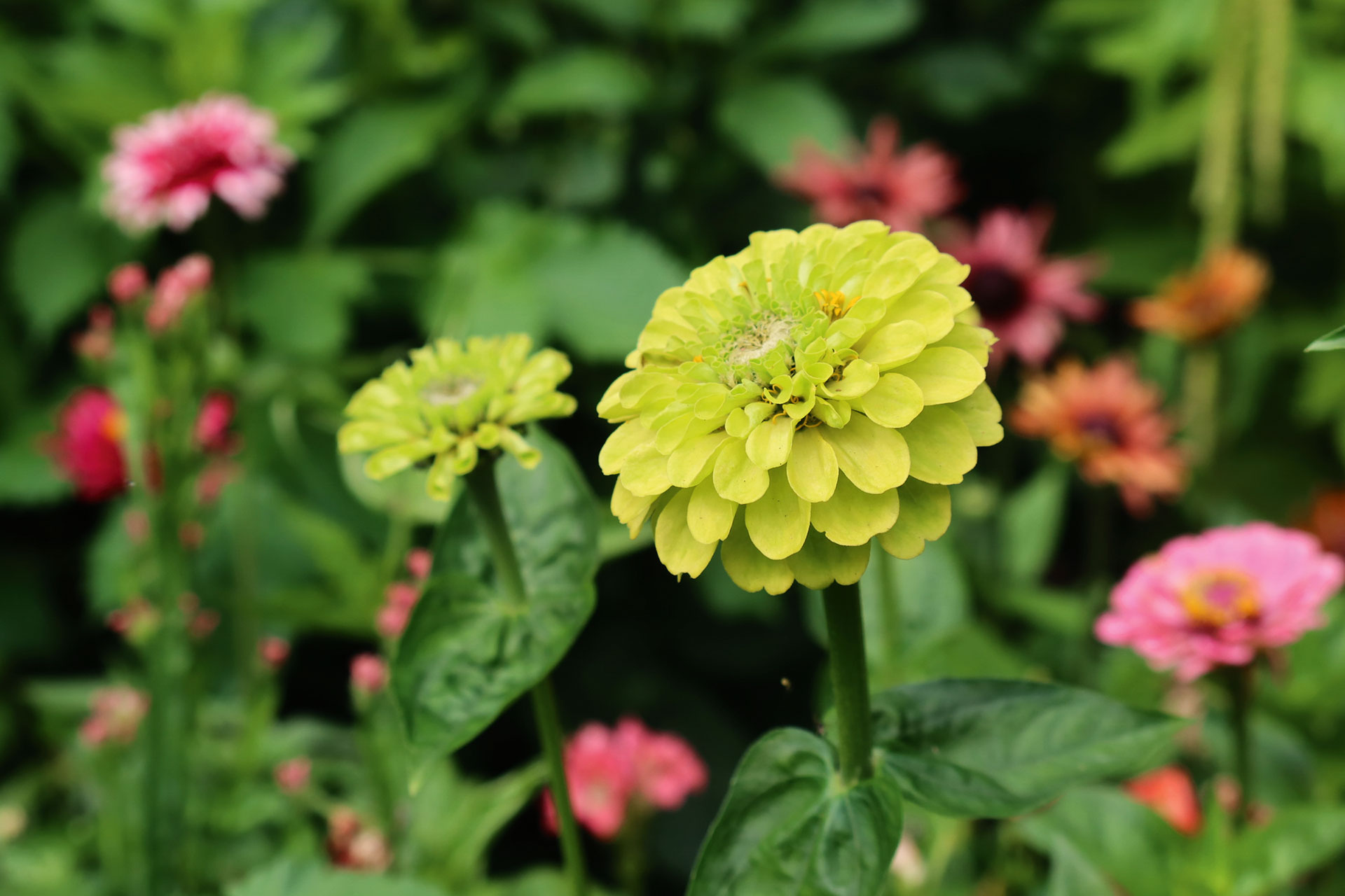 Frøkenhat, Zinnia elegans 'Queen Red Lime'. Foto: Lotte Bjarke