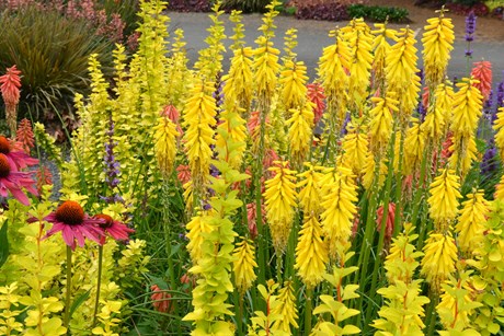 Raketblomst, Kniphorfia 'Lemon Popsicle'. Foto: Hennecke Stauder