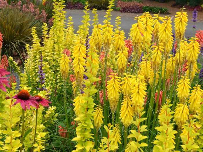 Raketblomst, Kniphorfia 'Lemon Popsicle'. Foto: Hennecke Stauder