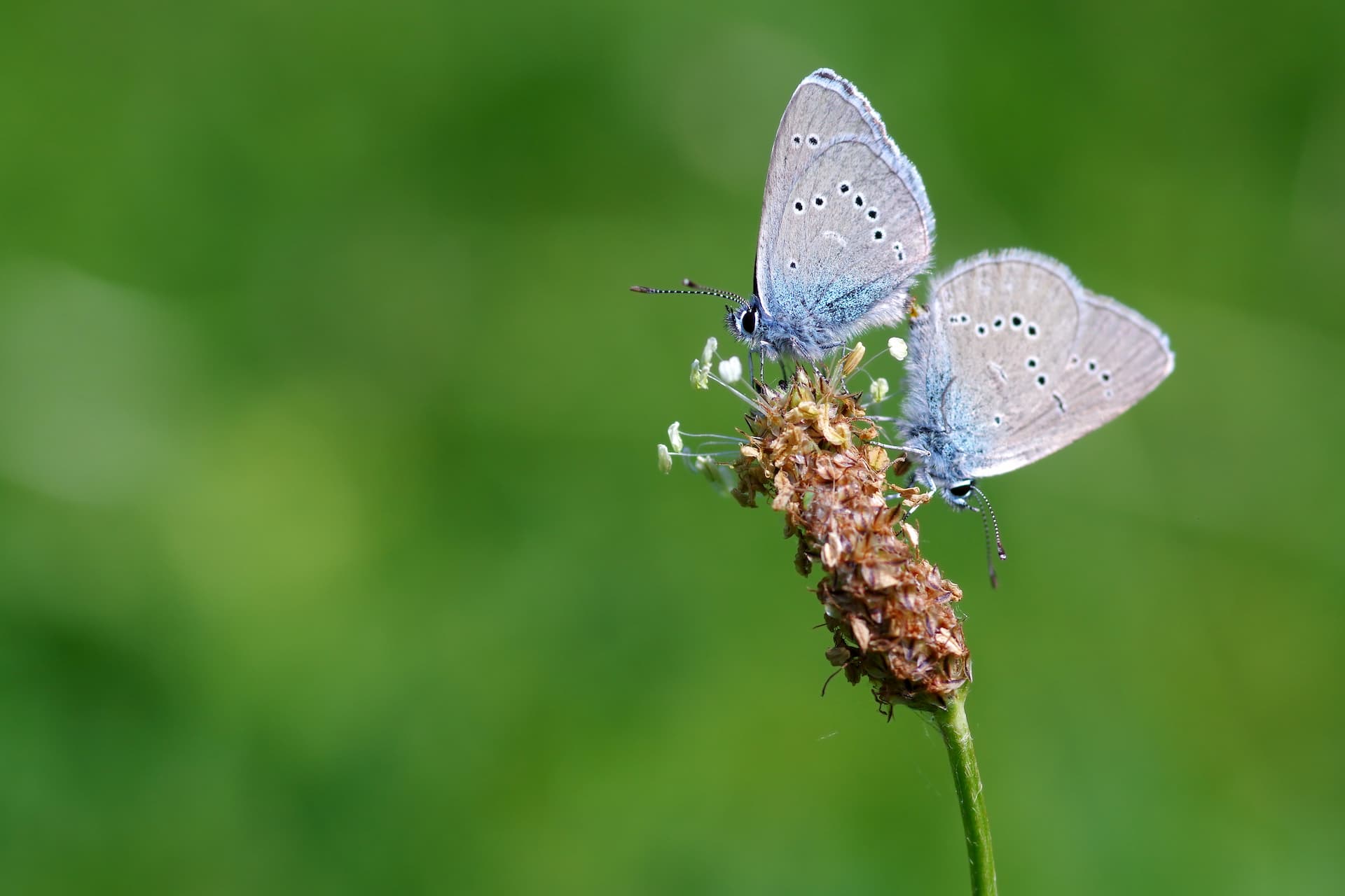 Sommerfuglen engblåfugl er en truet art. Haveselskabet
