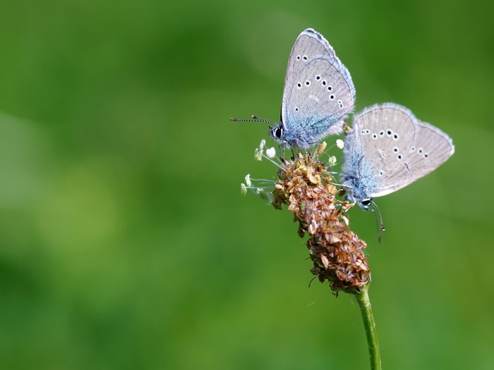 Sommerfuglen engblåfugl er en truet art. Haveselskabet