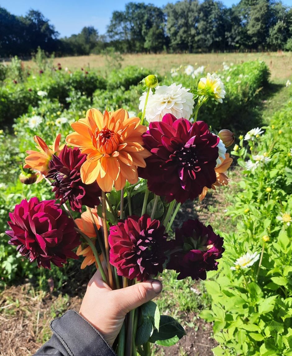 Foto: Ladegaard - friske blomster og grønt