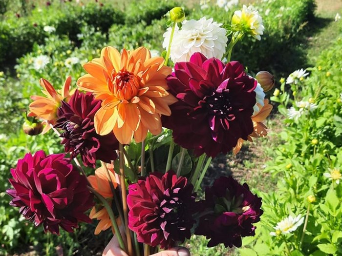 Foto: Ladegaard - friske blomster og grønt