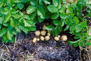 Kartofler dyrket i tang.