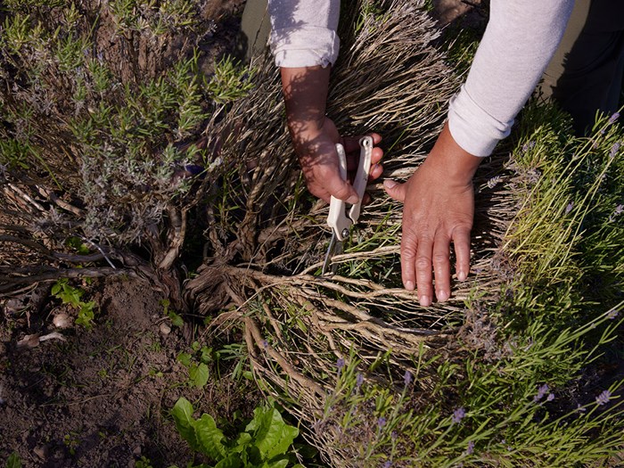 Beskæring af lavendel. Foto: Thomas Evaldsen