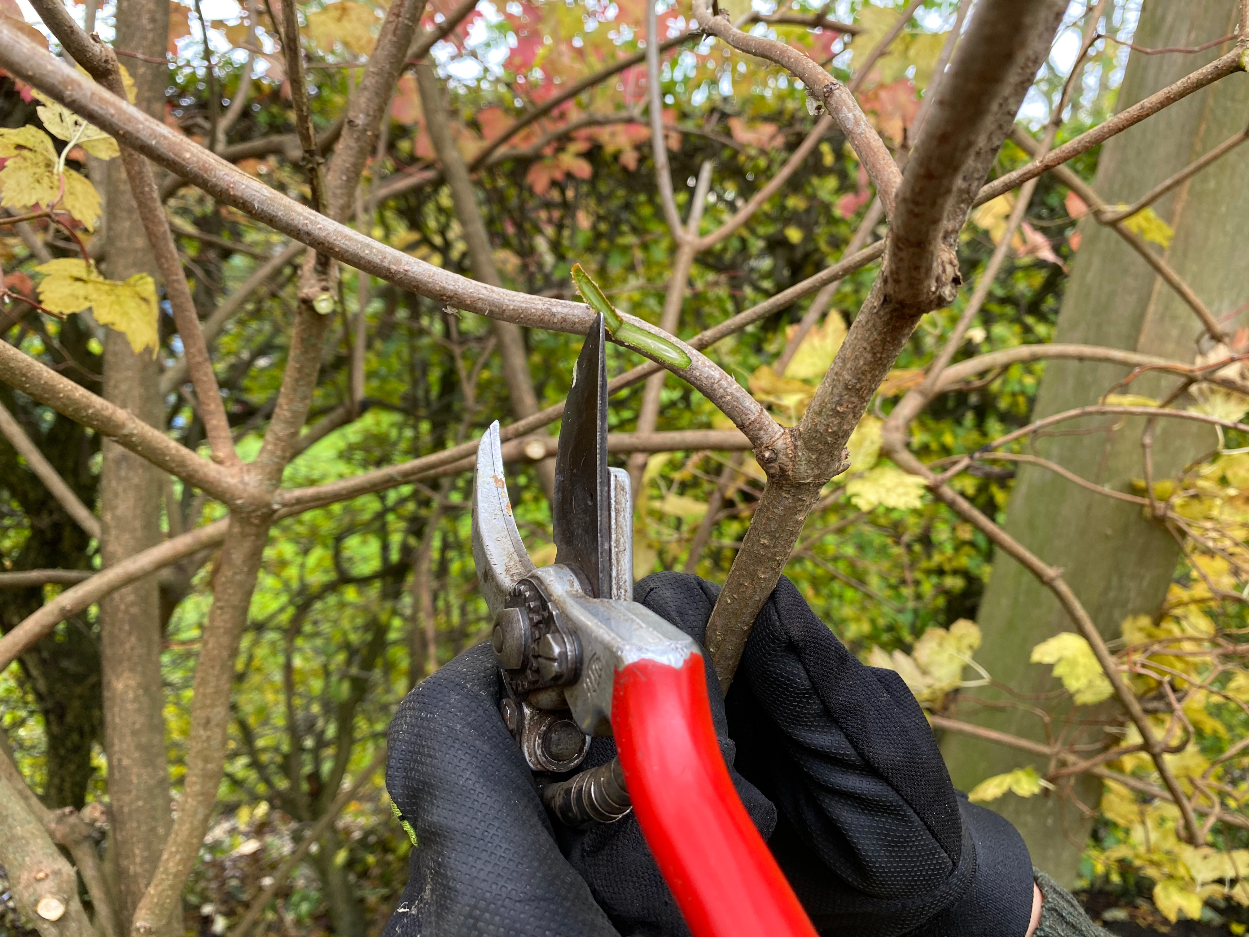 Levende gren. Foto: Haveselskabet