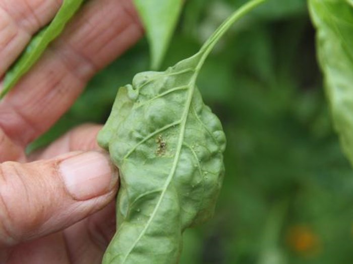 Bladlus på undersiden af bladene på en chiliplante. Foto: Karna Maj