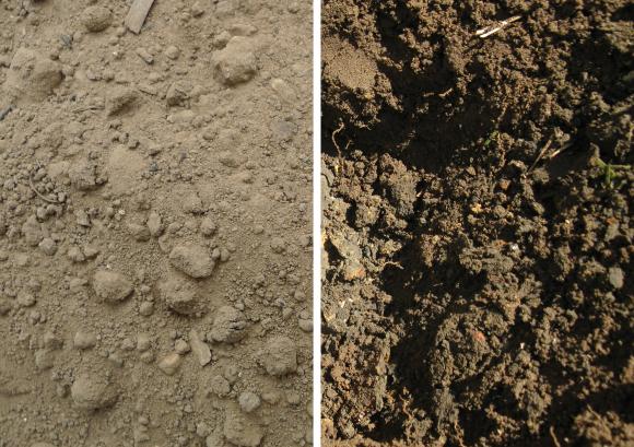 Jordens farve afslører indholdet af humus. Til venstre ses en jord med lavt humusindhold. Til højre er der et højt indhold af humus. Foto: Flickr