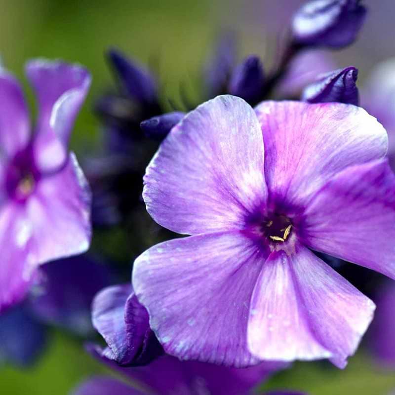 Klimavenlig plante Høstfloks