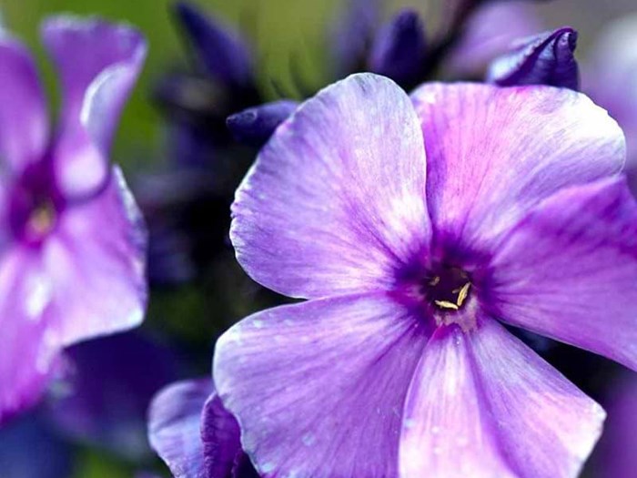 Klimavenlig plante Høstfloks