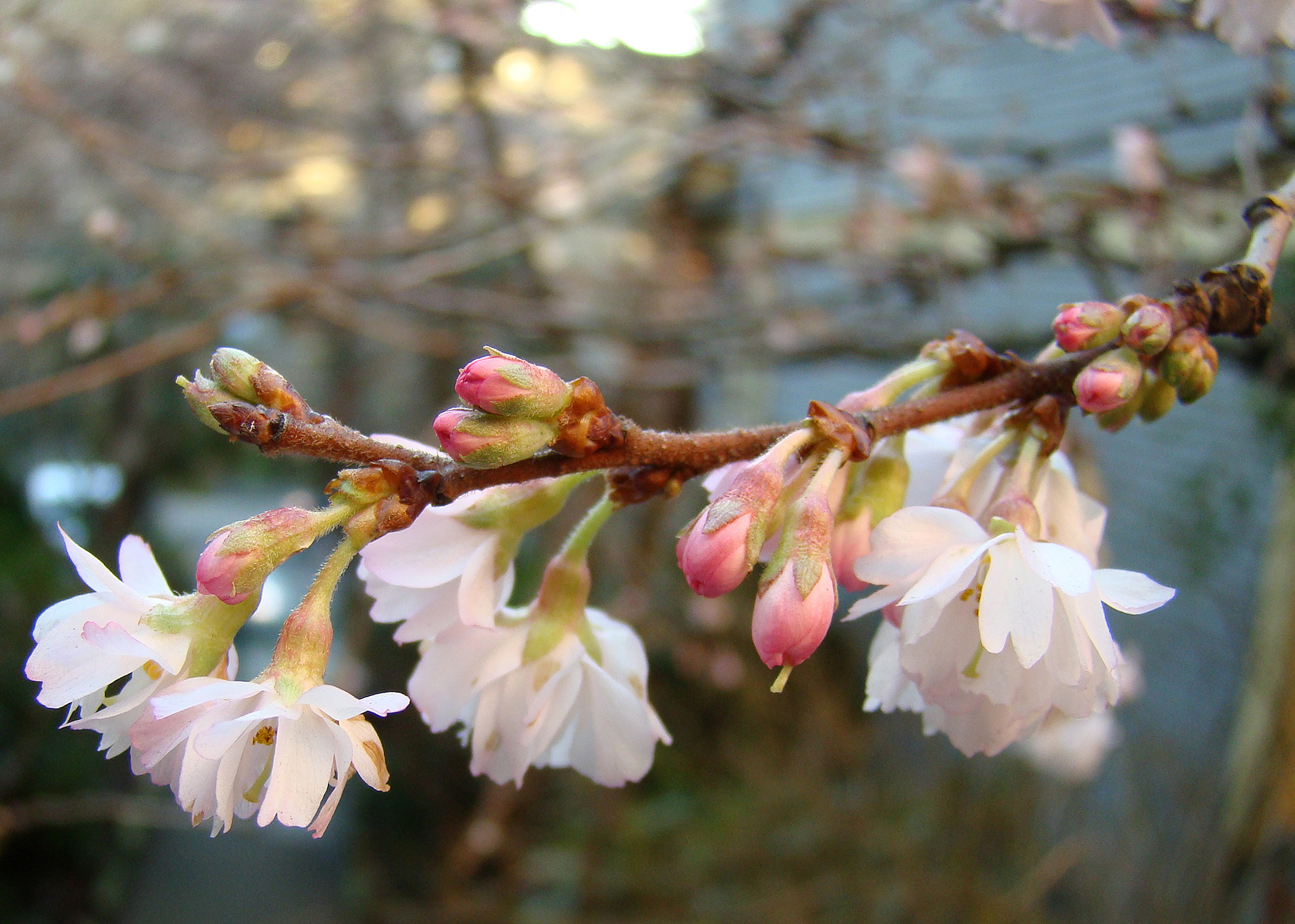 Oktoberkirsebær, Prunus subhirtella 'Autumnalis Rosea'. Foto: Flickr/Wendy Cutler