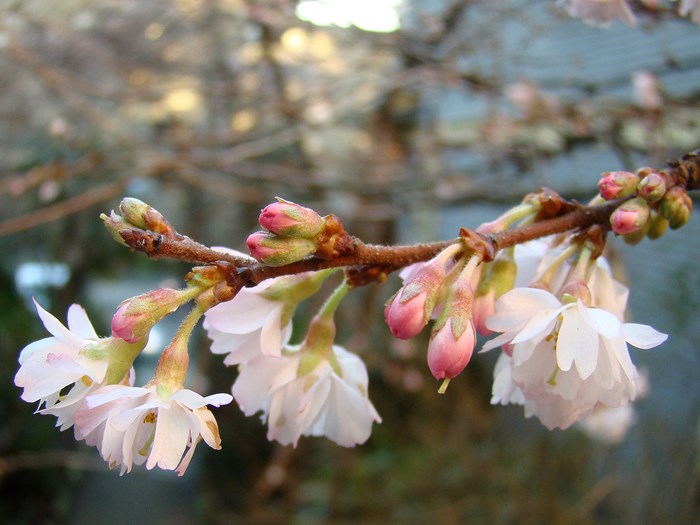 Oktoberkirsebær, Prunus subhirtella 'Autumnalis Rosea'. Foto: Flickr/Wendy Cutler
