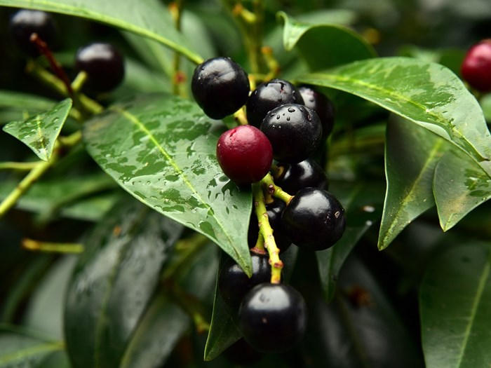 Sorte frugter på laurbærkirsebær, Prunus laurocerasus. Foto: Pixabay/Ulleo