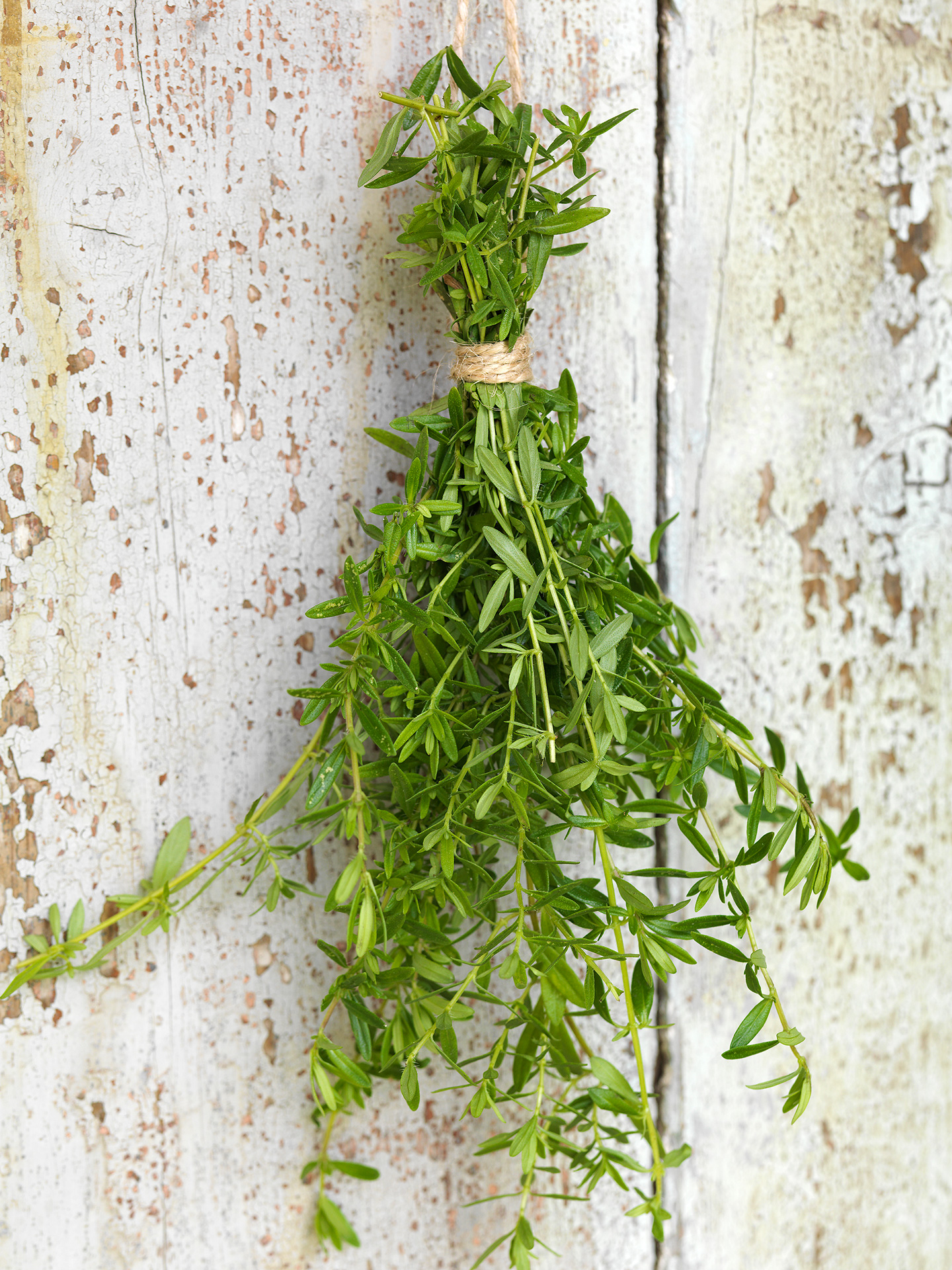 Timian. Foto: Kim Ahm