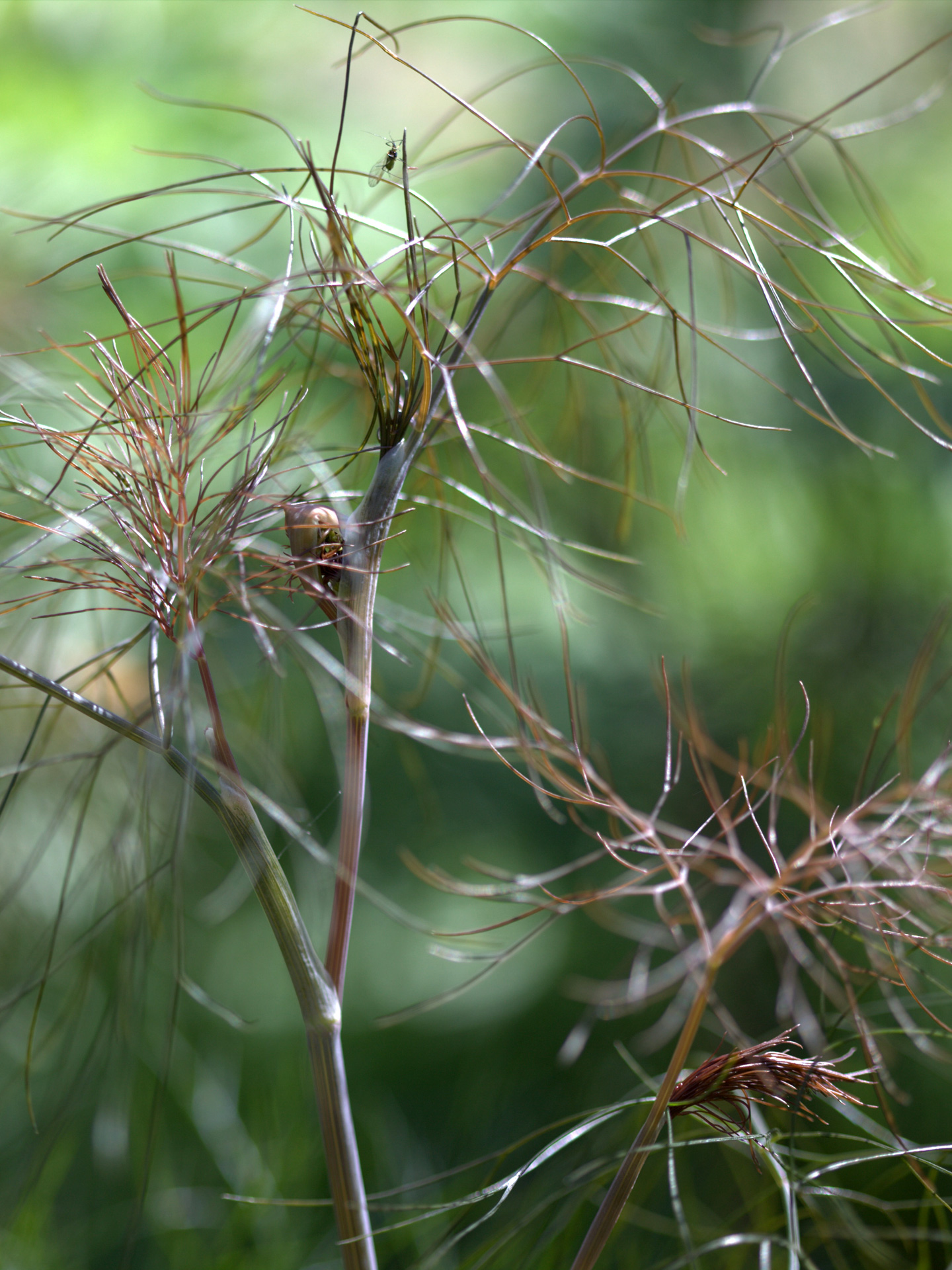 Bronzefennikel, Foeniculum vulgare 'Rubrum'. Foto: Wikimedia/Averater