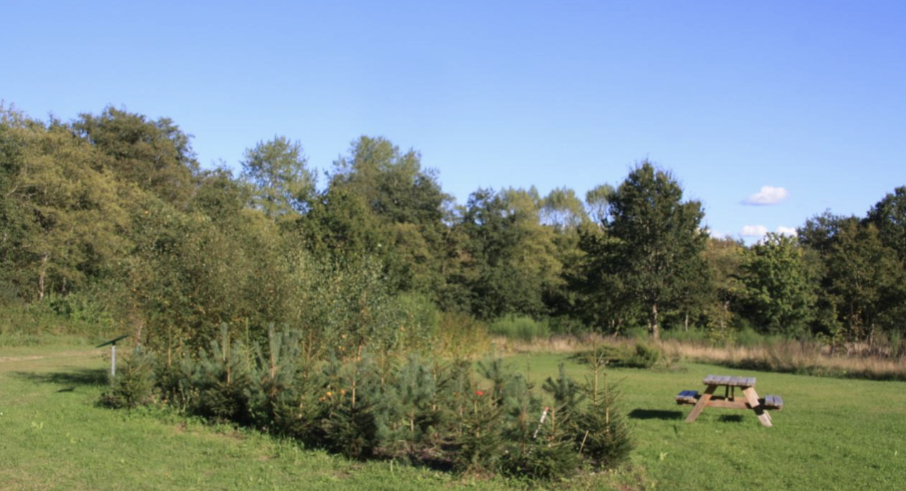 Nordens Lund ved Arboretet