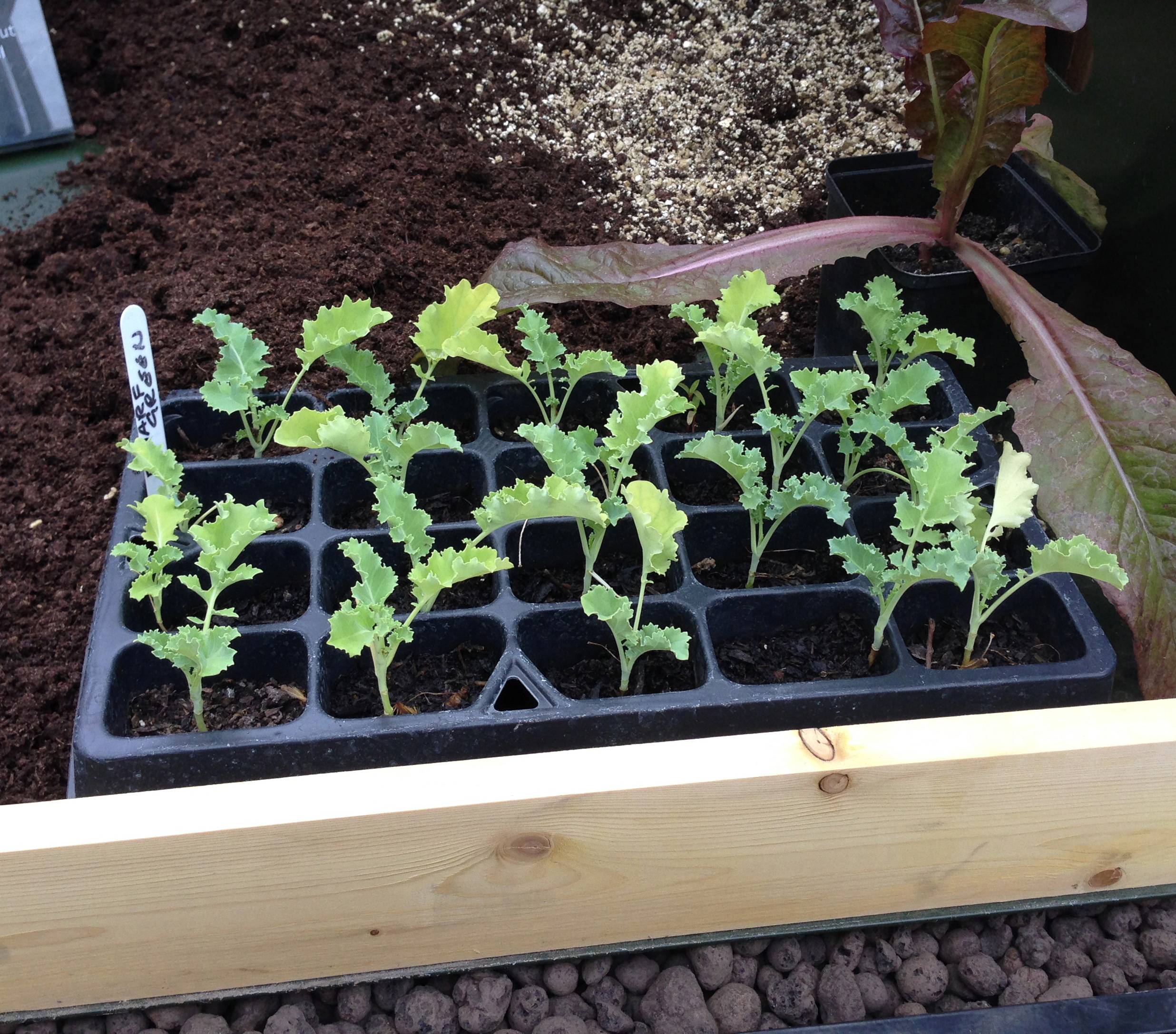 Du kan købe forkultiverede kålplanter på planteskolen. Foto: Haveselskabet