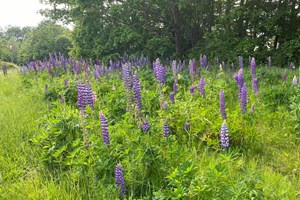 Mangebladet lupin, staudelupin er invasiv. Haveselskabet