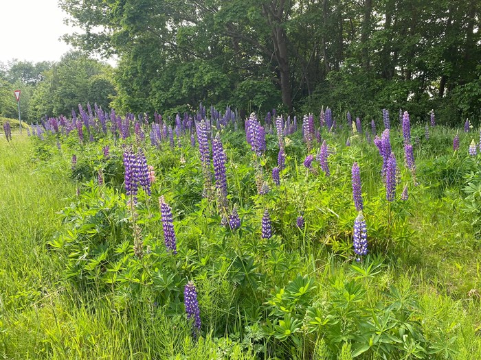 Mangebladet lupin, staudelupin er invasiv. Haveselskabet