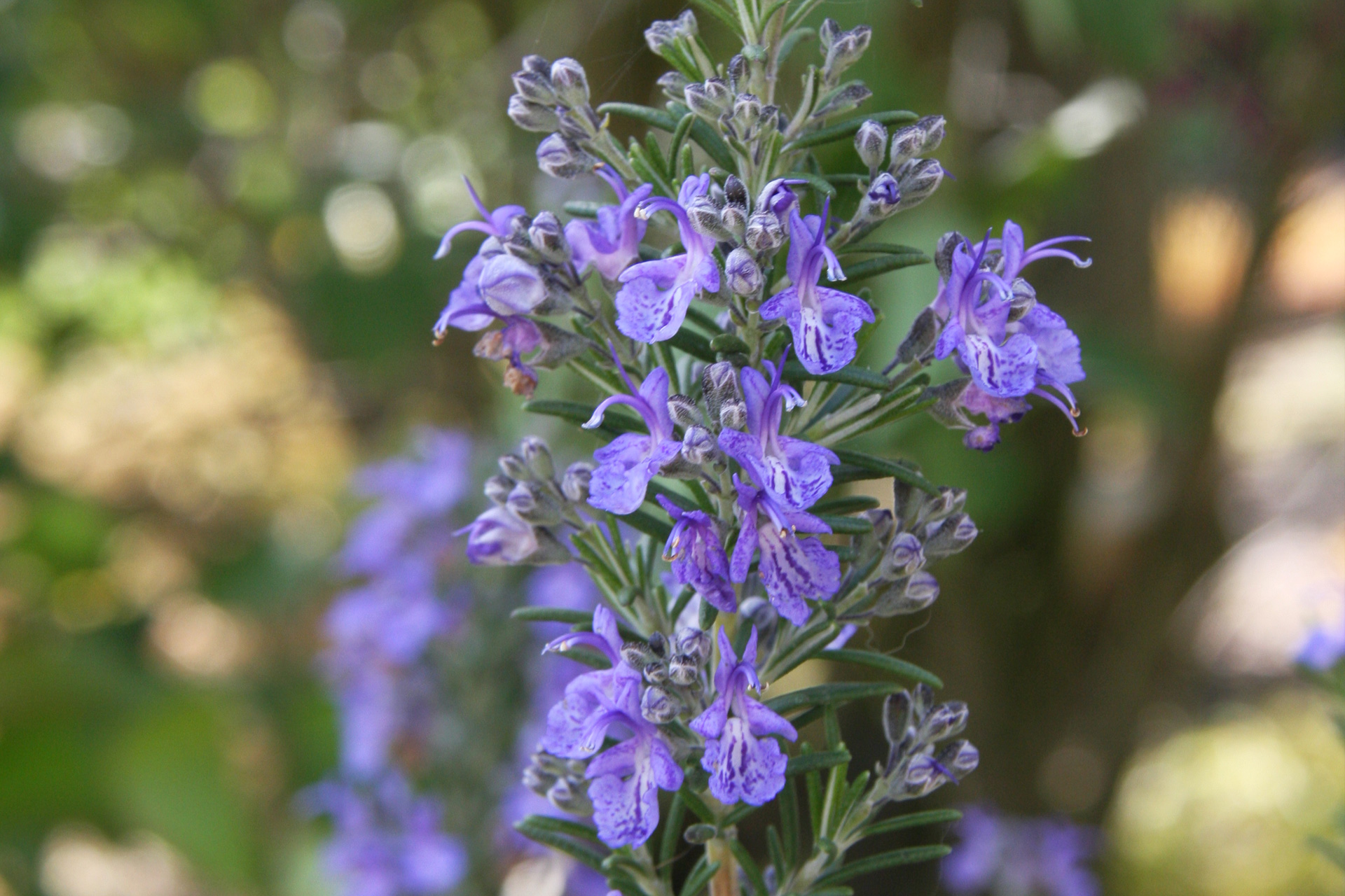 Rosmarin i blomst. Foto: Lene Tvedegaard