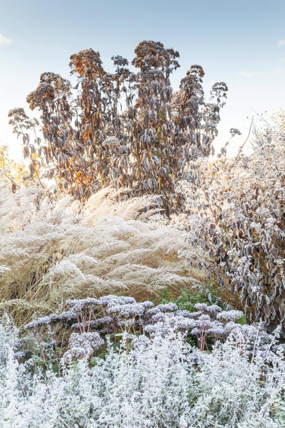 Staudebed i rimfrost. I forgrunden er det alm. blåkant, Nepeta x faassenii 'Walker's Low', og bagved står sankthansurt, Hylotelephium 'Matrona', Calamagrostis brachytricha, Ageratina rugosum, og bagerst er det hjortetrøst, Eupatorium. Foto: Marianne Folling