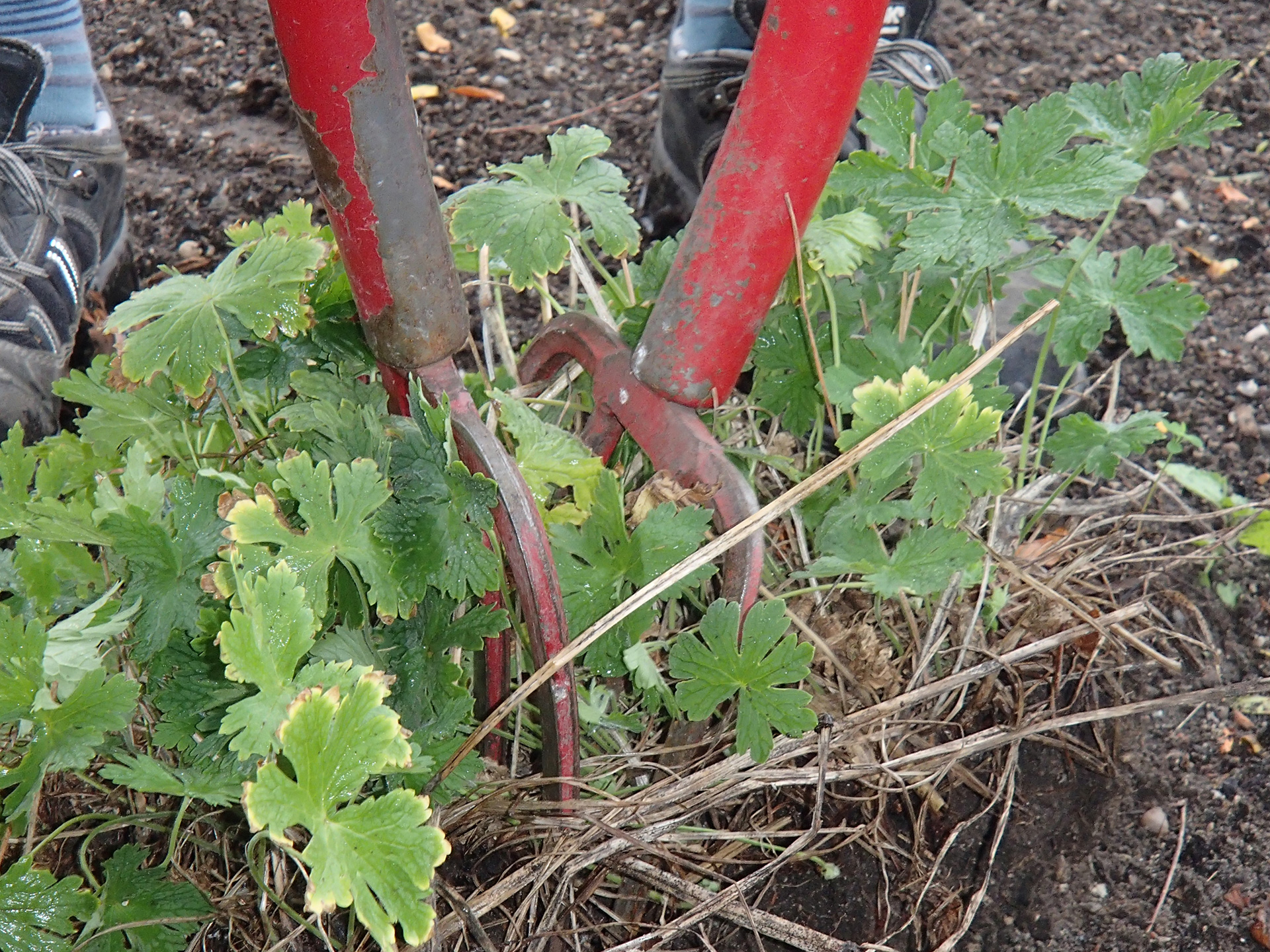 Storkenæb deles med to grebe. Foto: Haveselskabet