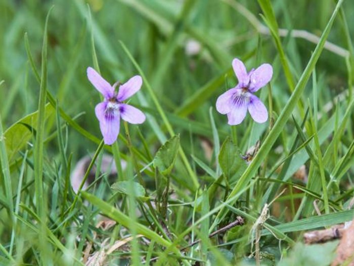 Kratviol, Viola riviniana. Foto: Wikimedia