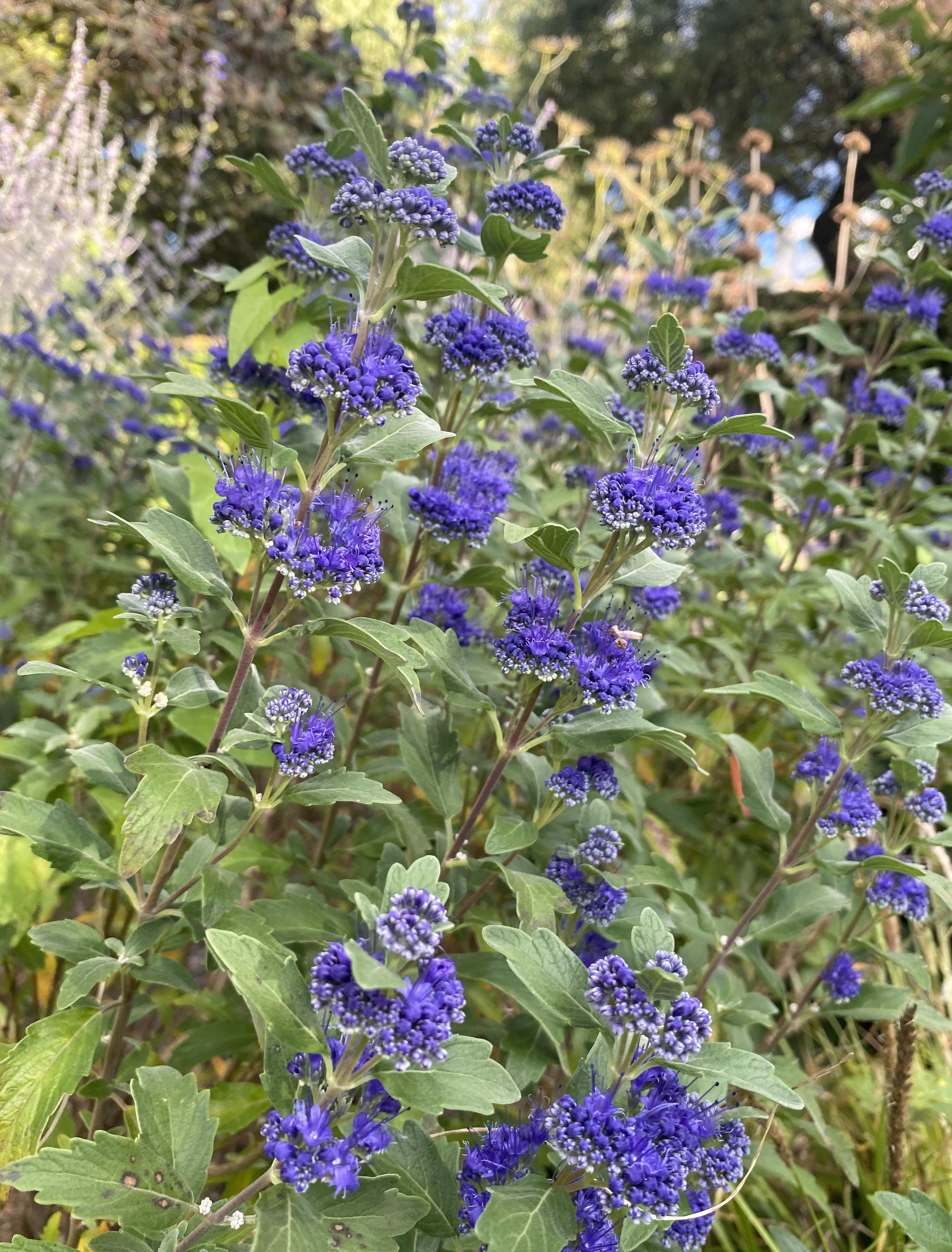Mørk blåskæg, Caryopteris x Clandonensis Heavenly Blue. Foto Haveselskabet