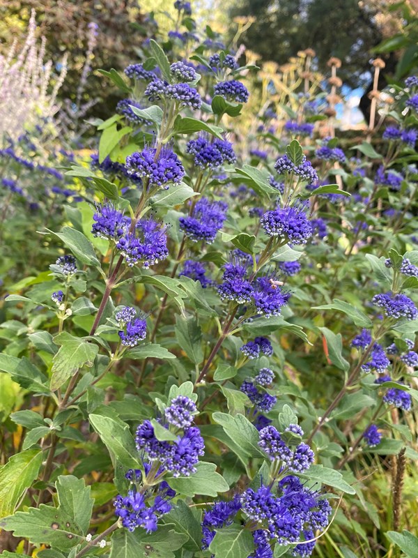 Mørk blåskæg, Caryopteris x Clandonensis Heavenly Blue. Foto Haveselskabet