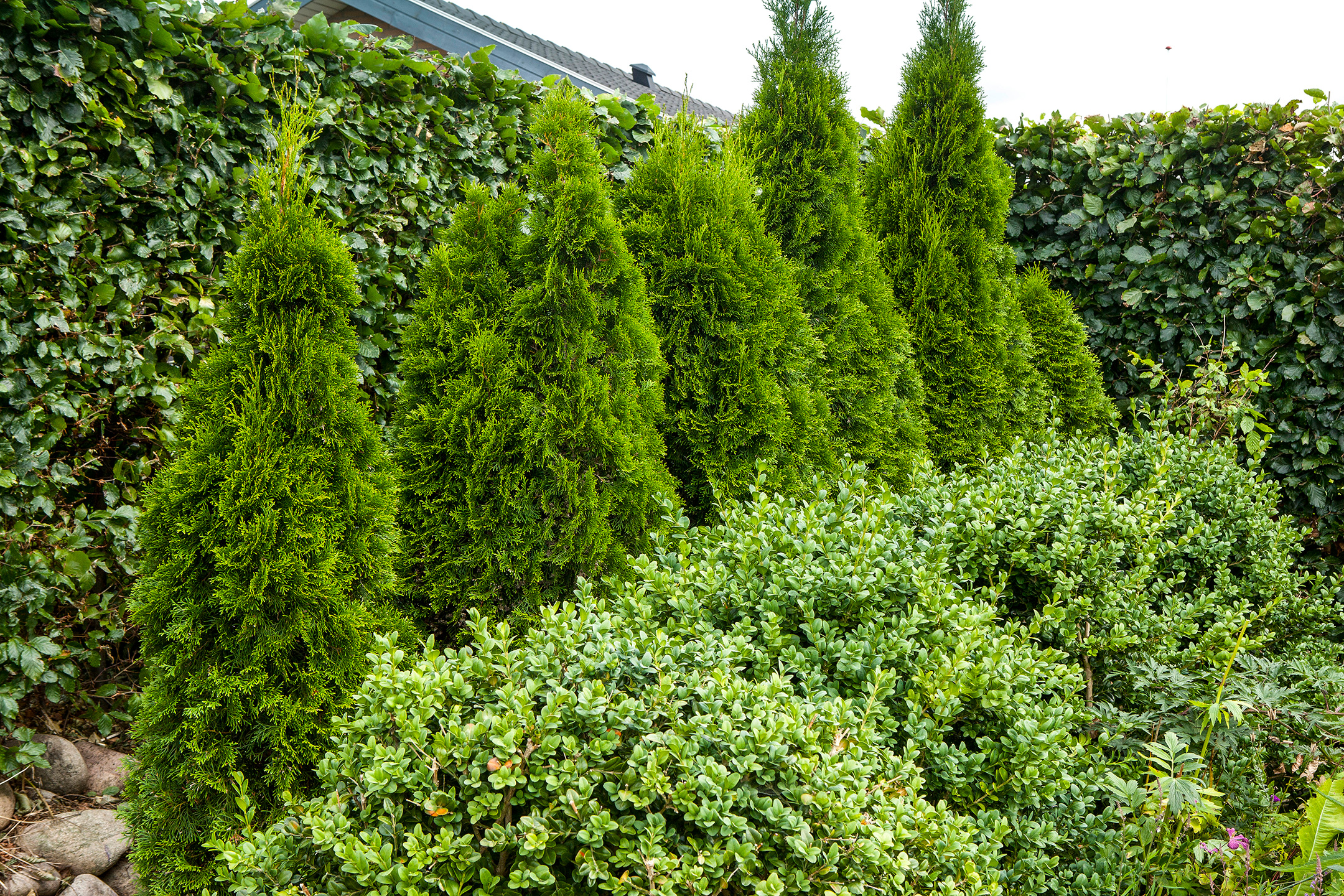 Bøgehæk, thuja og buksbom. Foto: Jeanette Thysen