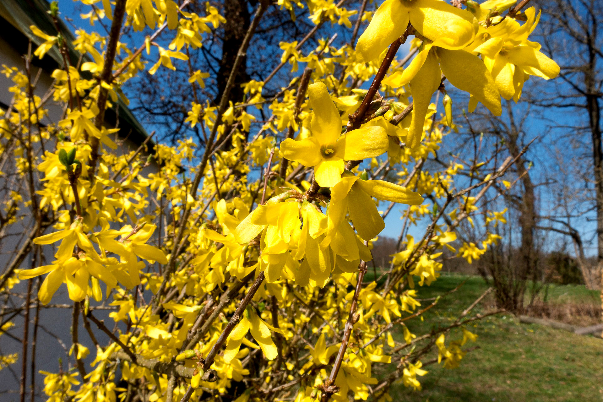 Haveforsytia, Forsythia x intermedia. Foto: Pixabay
