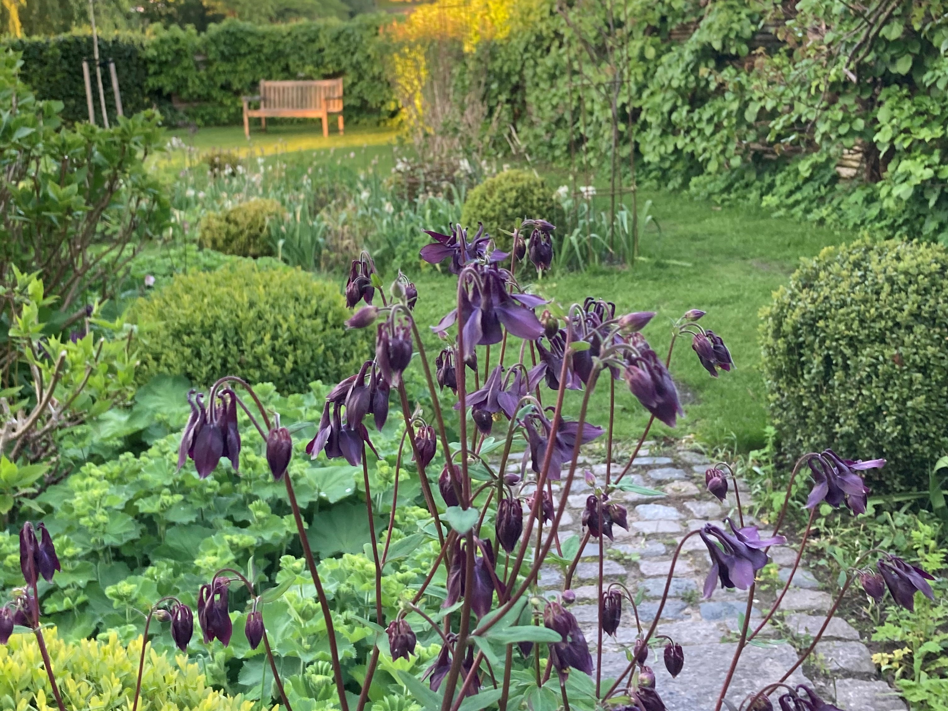 Almindelig akeleje, Aquilegia vulgaris.